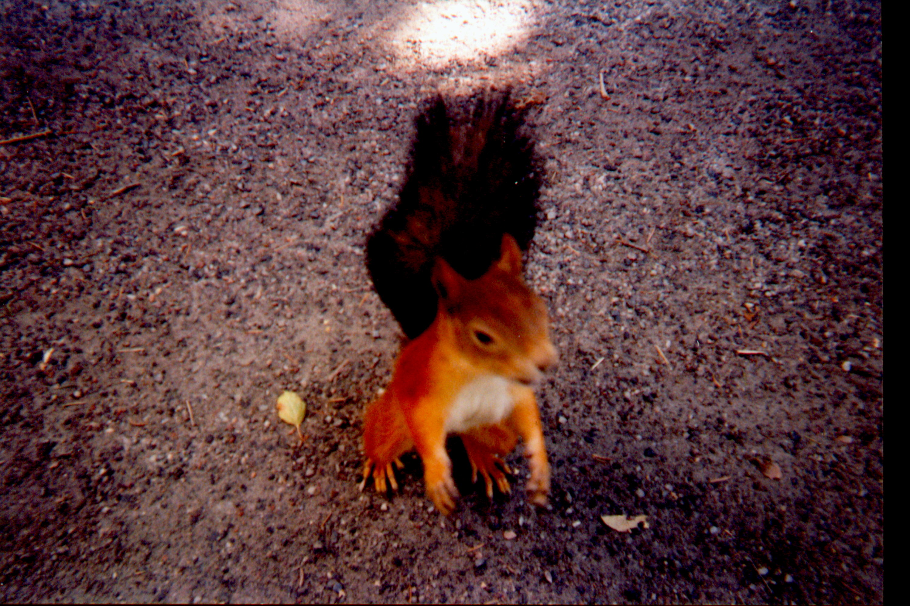 Rabid squirrel.