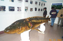 Chinese Sturgeon