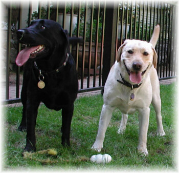 Dozer & Sheeba 