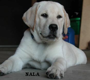 Trace Barley pup