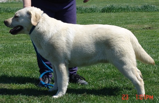 Bear - 10 months of age