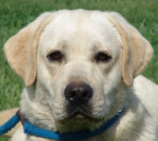 Bear - 11 months of age