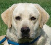 MCDEES LITTLE BUDDY - OFA Excellent, Elbows Normal, CERF 4-08, DNA Profiled