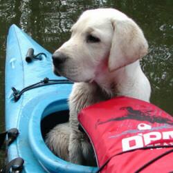 Mosby - Pup from Trace and Charlie