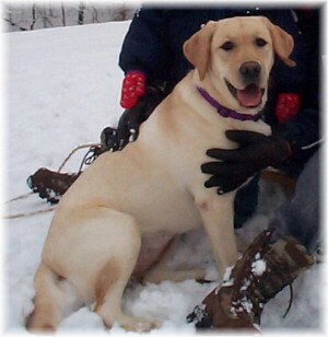 Sis Bravo pup