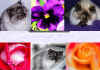 FluffyFlowers.jpg (84593 bytes)