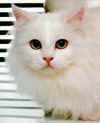 Joycat01.jpg (94149 bytes)