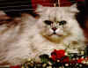 Joycat02.jpg (217674 bytes)