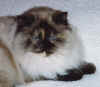 fluf.jpg (231326 bytes)