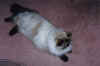 fluffy2.jpg (74224 bytes)