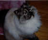 fluffy4.jpg (47614 bytes)