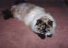 fluffy.jpg (53821 bytes)