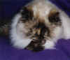 fluffypraying.jpg (47758 bytes)