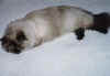 fluffyseal.jpg (49649 bytes)