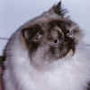 picturefluffy.jpg (67007 bytes)