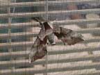 moth