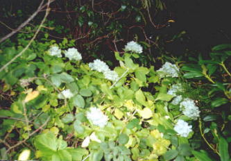 Hydrangea Plant
