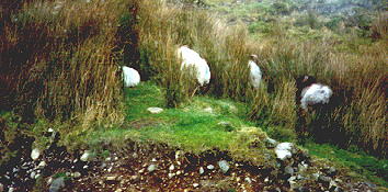 more sheep