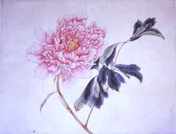 Peony