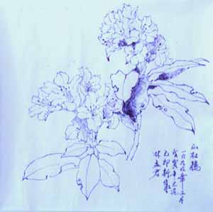Azalea