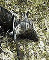 Buffalo