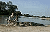 Crocodile
