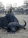 Buffalo