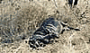 Buffalo