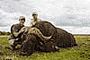 Buffalo