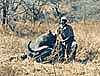 Buffalo