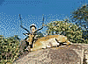 Impala