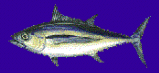 Go Fishing and catch one!