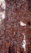 mx19.jpg (53135 bytes)