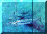 Barracuda