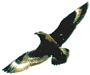 Picture of a Nighthawk