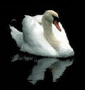 swan