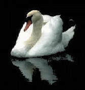 swan
