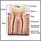 Tooth anatomy