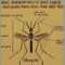 Insect, the basic features of adults