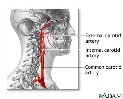 Normal anatomy