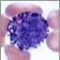 Basophil (Close-up)