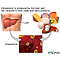 Cholesterol producers
