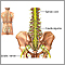 Cauda equina