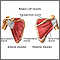 Rotator cuff muscles