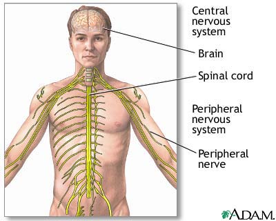 Central nervous system
