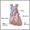 Normal anatomy of the heart