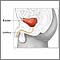 Male bladder anatomy