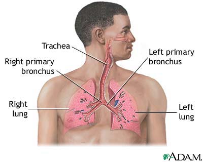 Respiratory system
