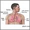 Respiratory system