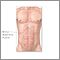 Abdominal muscles